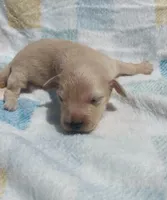 Peep, a male Miniature Dachshund for sale in Haines City, FL – Photo 2 of 3