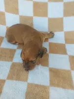 Oakly, a female Miniature Dachshund for sale in Haines City, FL – 2 of 3