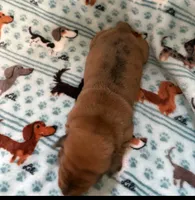 Millie, a female Miniature Dachshund for sale in Haines City, FL – 3 of 3