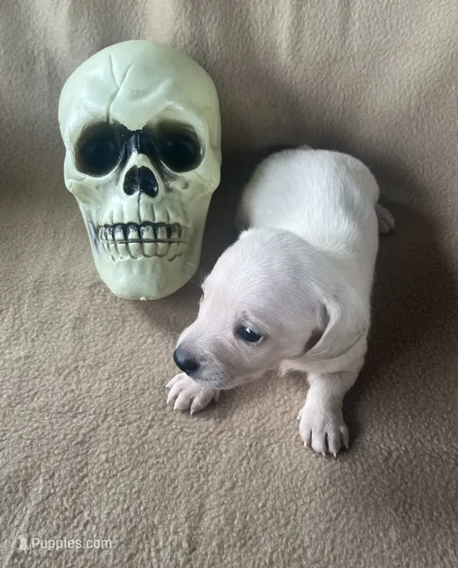 Dexter  – Miniature Dachshund puppy for sale in Haines City, FL
