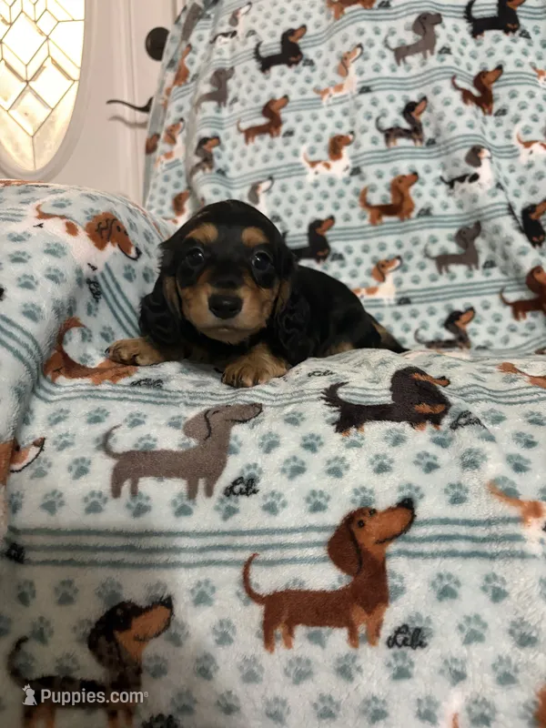 Winnie – Dachshund, Miniature Dachshund puppy for sale in Haines City, FL