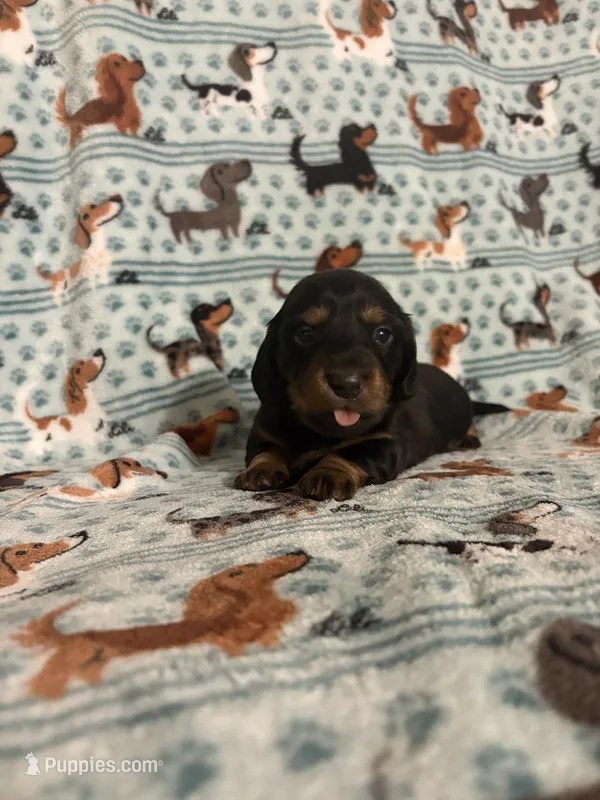Winnie – Dachshund, Miniature Dachshund puppy for sale in Haines City, FL
