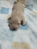 Bunny , a female Miniature Dachshund for sale in Haines City, FL – Photo 3 of 5