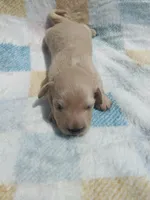 Bunny , a female Miniature Dachshund for sale in Haines City, FL – Photo 4 of 5