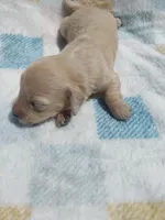 Bunny , a female Miniature Dachshund for sale in Haines City, FL – Photo 5 of 5