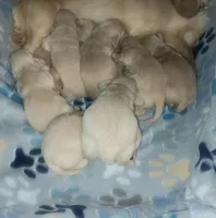 Bunny , a female Miniature Dachshund for sale in Haines City, FL – Photo 2 of 5