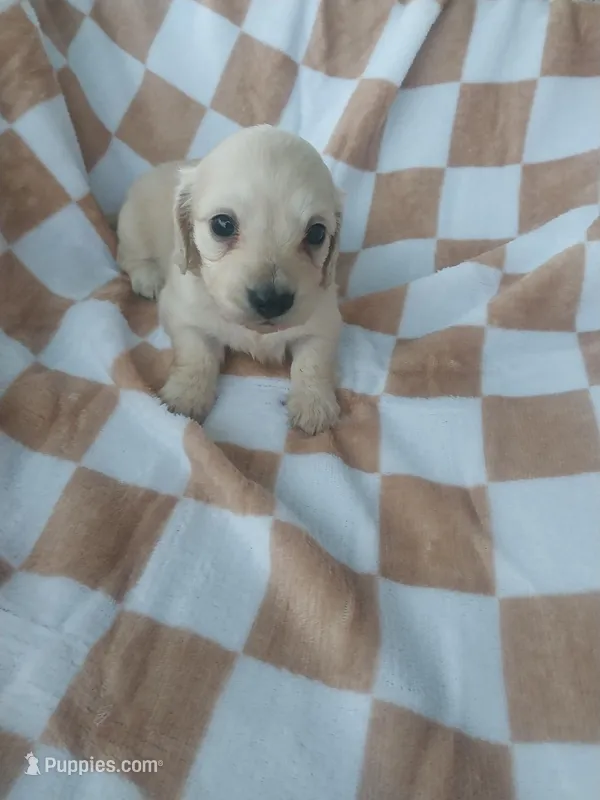 Bunny  – Miniature Dachshund puppy for sale in Haines City, FL