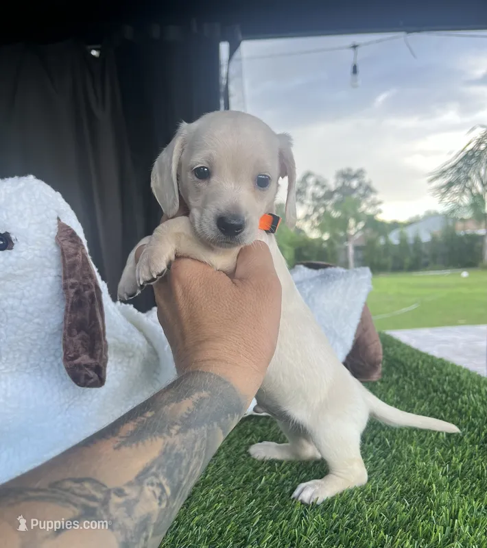 Dexter  – Miniature Dachshund puppy for sale in Haines City, FL