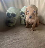 Pumkin, a female Miniature Dachshund for sale in Haines City, FL – 2 of 3