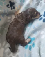 Winston, a male Miniature Dachshund for sale in Haines City, FL – Photo 3 of 3