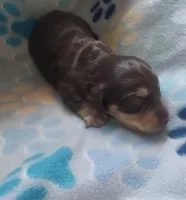 Winston, a male Miniature Dachshund for sale in Haines City, FL – Photo 2 of 3