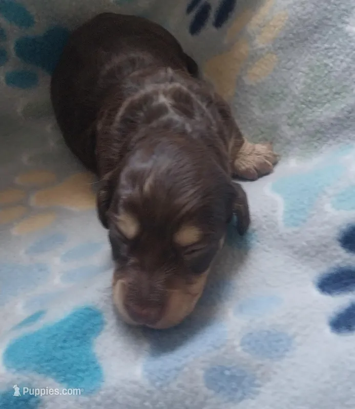 Winston – Miniature Dachshund puppy for sale in Haines City, FL