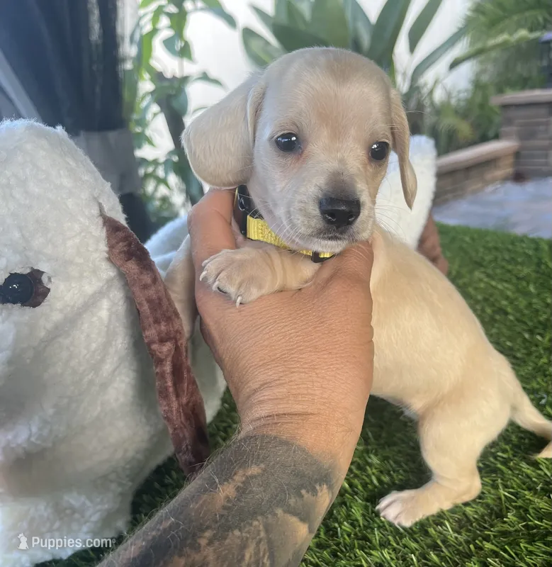 Hocus pocus  – Miniature Dachshund puppy for sale in Haines City, FL