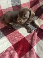Autumn, a female Dachshund for sale in Haines City, FL – 2 of 5