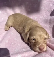 Zero , a male Miniature Dachshund for sale in Haines City, FL – 3 of 3