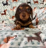 Milo, a male Miniature Dachshund for sale in Haines City, FL – 1 of 2