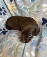 Autumn, a female Dachshund for sale in Haines City, FL – 5 of 5