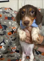 Dexter , a male Miniature Dachshund for sale in Haines City, FL – 1 of 3