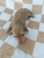 Mila, a female Miniature Dachshund for sale in Haines City, FL – 4 of 4