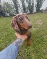 Dexter, a male Miniature Dachshund for sale in Haines City, FL – 1 of 3