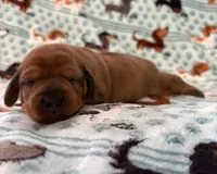 Millie, a female Miniature Dachshund for sale in Haines City, FL – 2 of 3