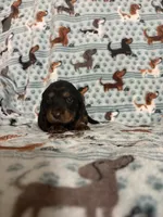 Winnie, a female Dachshund and Miniature Dachshund for sale in Haines City, FL – 2 of 3