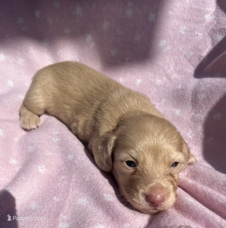 Zero  – Miniature Dachshund puppy for sale in Haines City, FL