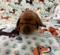 Millie, a female Miniature Dachshund for sale in Haines City, FL – 1 of 3