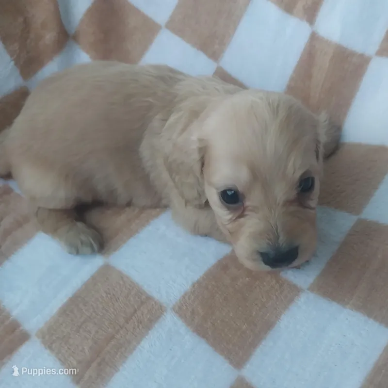 Milo – Miniature Dachshund puppy for sale in Haines City, FL