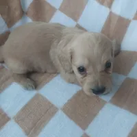 Milo, a male Miniature Dachshund for sale in Haines City, FL – Photo 1 of 3