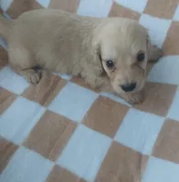 Milo, a male Miniature Dachshund for sale in Haines City, FL – Photo 2 of 3