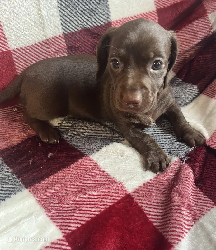 Autumn – Dachshund puppy for sale in Haines City, FL