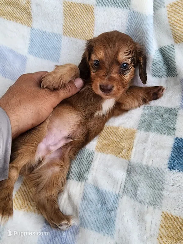 Koda – Miniature Dachshund puppy for sale in Haines City, FL