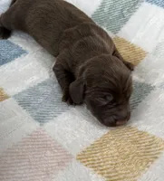 Autumn , a female Miniature Dachshund for sale in Haines City, FL – 1 of 2