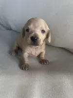 Hocus pocus , a female Miniature Dachshund for sale in Haines City, FL – 2 of 3