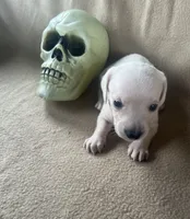 Dexter , a male Miniature Dachshund for sale in Haines City, FL – 3 of 4
