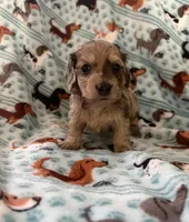 Dexter, a male Miniature Dachshund for sale in Haines City, FL – 1 of 2