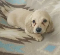 Dexter, a male Miniature Dachshund for sale in Haines City, FL – 4 of 4