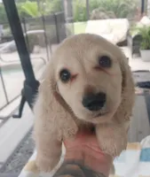Dexter, a male Miniature Dachshund for sale in Haines City, FL – 2 of 4
