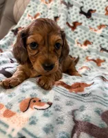 Chiko, a male Miniature Dachshund for sale in Haines City, FL – 2 of 2