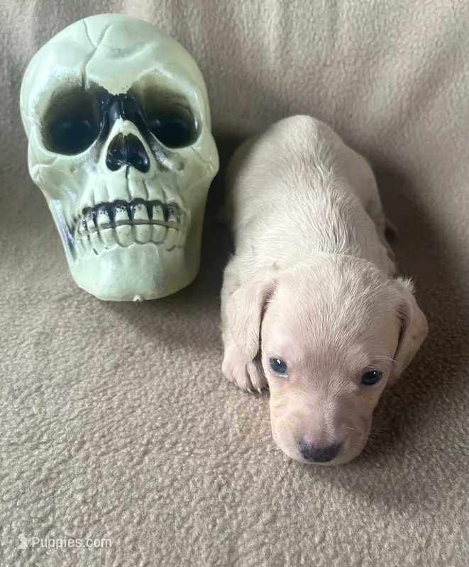 Skelly  – Miniature Dachshund puppy for sale in Haines City, FL