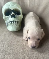 Skelly , a male Miniature Dachshund for sale in Haines City, FL – 1 of 2