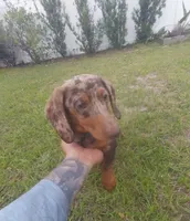 Dexter, a male Miniature Dachshund for sale in Haines City, FL – 3 of 3