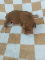 Koda, a male Miniature Dachshund for sale in Haines City, FL – 2 of 3