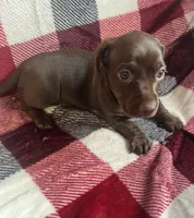 Autumn, a female Dachshund and Miniature Dachshund for sale in Haines City, FL – 2 of 3