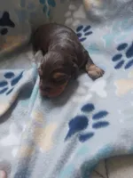 Chocolate, a male Miniature Dachshund for sale in Haines City, FL – Photo 3 of 3