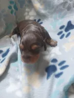 Chocolate, a male Miniature Dachshund for sale in Haines City, FL – Photo 2 of 3