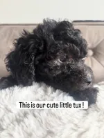 Tux, a male Poodle - Miniature  and Poodle - Standard  for sale in Philadelphia, PA – 1 of 1