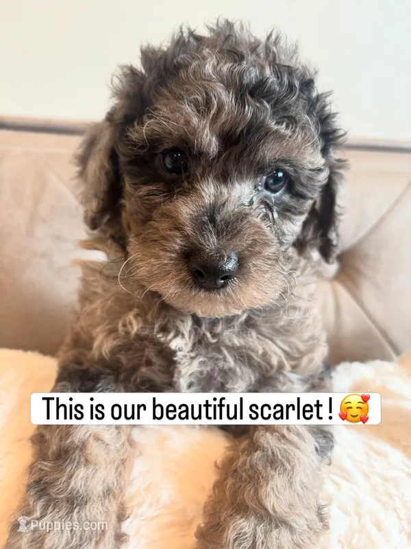 Scarlet  – Poodle - Miniature , Poodle - Standard  puppy for sale in Philadelphia, PA