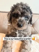 Scarlet , a female Poodle - Miniature  and Poodle - Standard  for sale in Philadelphia, PA – 1 of 1